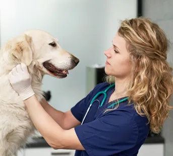 veterinarian examining a golden retriever dog at a vet clinic